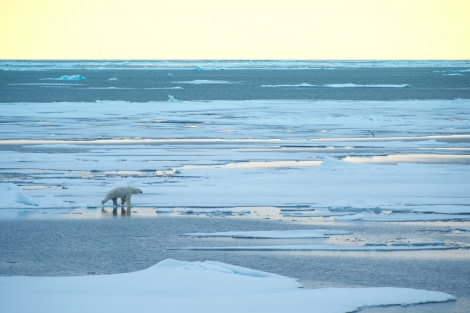 Around Spitsbergen, Kvitoya, August © Zoutfotografie-Oceanwide Expeditions (83).JPG