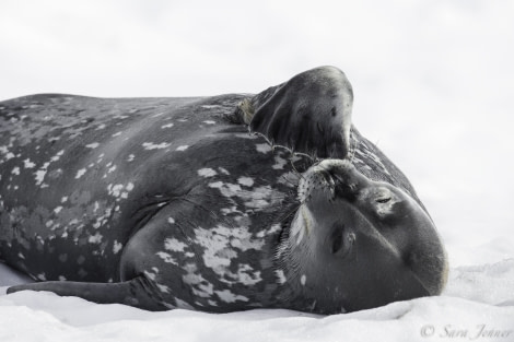 PLA28-19, Weddell Seal - Oceanwide Expeditions.jpg