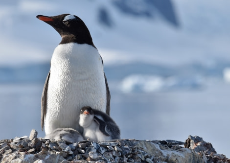 PLA28-19, Gentoo_Chicks - Oceanwide Expeditions.JPG