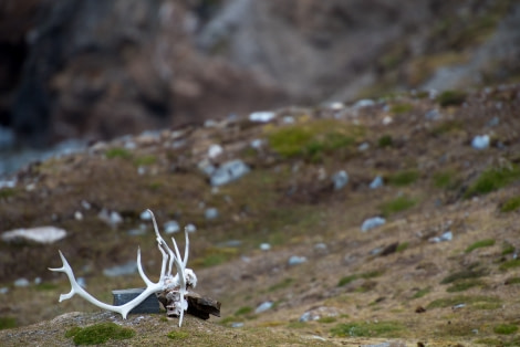 Around Spitsbergen, Kvitoya, August © Zoutfotografie-Oceanwide Expeditions (21).JPG