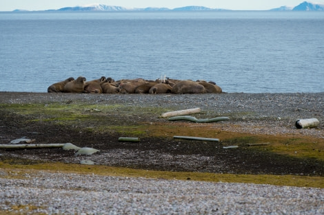 Around Spitsbergen, Kvitoya, August © Zoutfotografie-Oceanwide Expeditions (184) - kopie.JPG