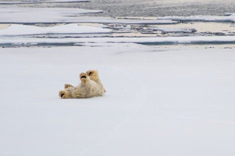 Around Spitsbergen, Kvitoya, August © Zoutfotografie-Oceanwide Expeditions (79).JPG