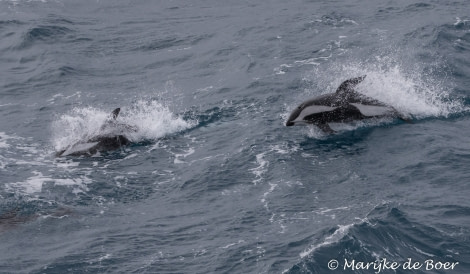 PLA29-19, Hourglass dolphin_Marijke de Boer_20190309-4L6A7020_edit - Oceanwide Expeditions.jpg