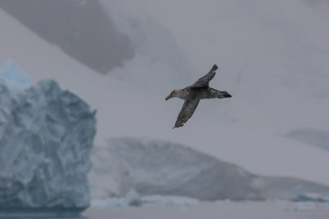 PLA30-19, DAY 5-15 MAR Giant_Petrel - Oceanwide Expeditions.jpg