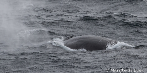 PLA31-19, DAY 07, 28 MAR Finwhale - Oceanwide Expeditions.jpg