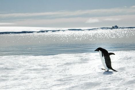 Emperor penguins, Snow Hill Island, Antarctica, Nov © Ilja Reijnen-Oceanwide Expeditions (34).jpg