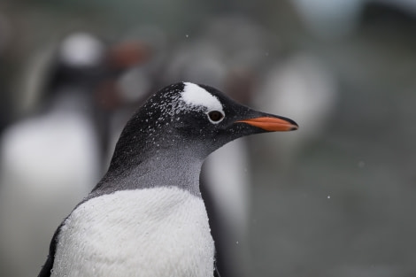 PLA30-19, DAY 5-15 MAR Gentoo_Danco - Oceanwide Expeditions.jpg