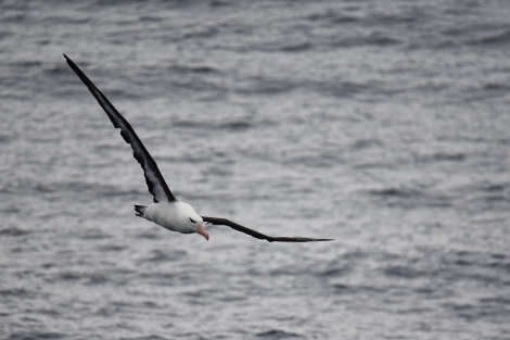 PLA31-19, DAY 09, 30 MAR Albatross - Oceanwide Expeditions.jpg