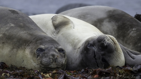 PLA29-19, Elephant seal - Oceanwide Expeditions.jpg
