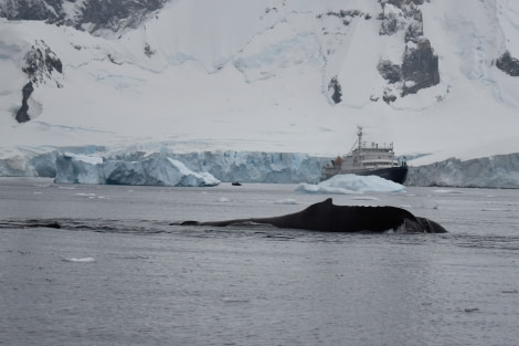 PLA30-19, DAY 5-15 MAR Whale_Danco (2) - Oceanwide Expeditions.JPG