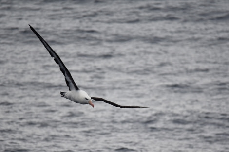 PLA30-19, DAY 11-21 MAR Albatross - Oceanwide Expeditions.JPG
