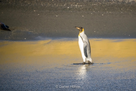 OTL31-19, Day 9, 24 FEB A46I1015-2 Daniel - Oceanwide Expeditions.jpg