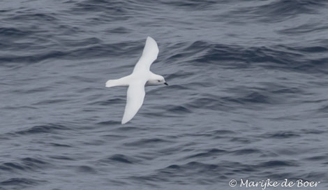 PLA29-19, Marijke de Boer_snow petrel_20190301-4L6A6096_edit - Oceanwide Expeditions.jpg