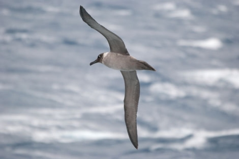 OTL31-19, Day 12, 27 FEB light manteld sooty albatross Melke - Oceanwide Expeditions.jpg