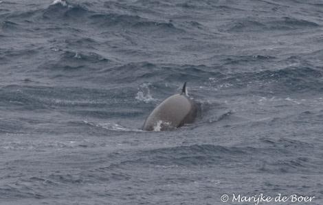 PLA31-19, DAY 08, 29 MAR Beaked_whale - Oceanwide Expeditions.jpg