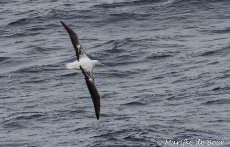 PLA29-19, Marijke de Boer_20190310-4L6A7089_edit - Oceanwide Expeditions.jpg