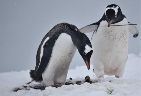 PLA30-19, DAY 2-12 MAR Penguin_Danko - Oceanwide Expeditions.JPG