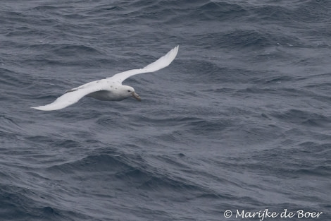 PLA31-19, DAY 03, 24 MAR Petrel - Oceanwide Expeditions.jpg