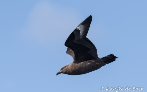 PLA29-19, Marijke de Boer_skua_20190302-4L6A6119_edit - Oceanwide Expeditions.jpg