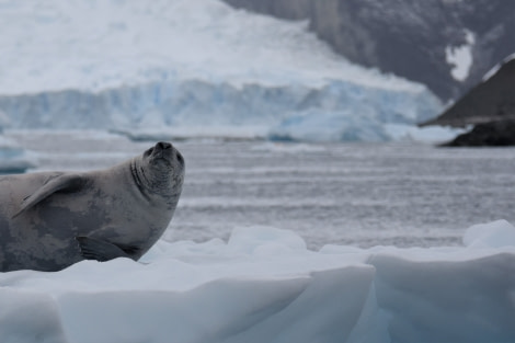 PLA30-19, DAY 5-15 MAR Seal_Danco - Oceanwide Expeditions.JPG