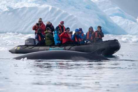 Fin whale & zodiac, Antarctica © Pedro Rego-Oceanwide Expeditions.jpg