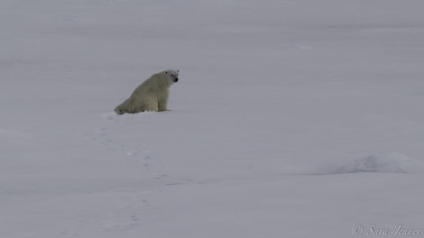 HDS04-19, DAY 03, Bear - Oceanwide Expeditions.jpg