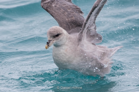 PLA05-19, A46I3492-2 - Daniel Hoehne - Oceanwide Expeditions.jpg