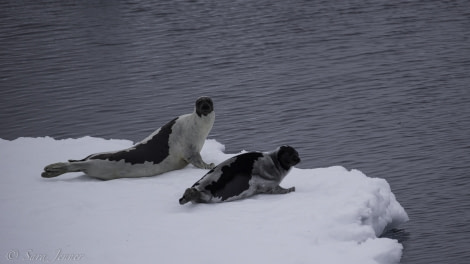 HDS03-19, DAY 08 Harp Seals - Oceanwide Expeditions.jpg