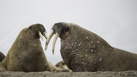 HDS03-19, DAY 11 Walrus 3 - Oceanwide Expeditions.jpg