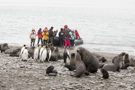 Leaving King Penguins and Fur Seals behind, Fortuna Bay, South Georgia © Oceanwide Expeditions-Margaret Welby.JPG