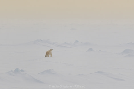 PLA05-19, _GHI1102 - Oceanwide Expeditions.jpg