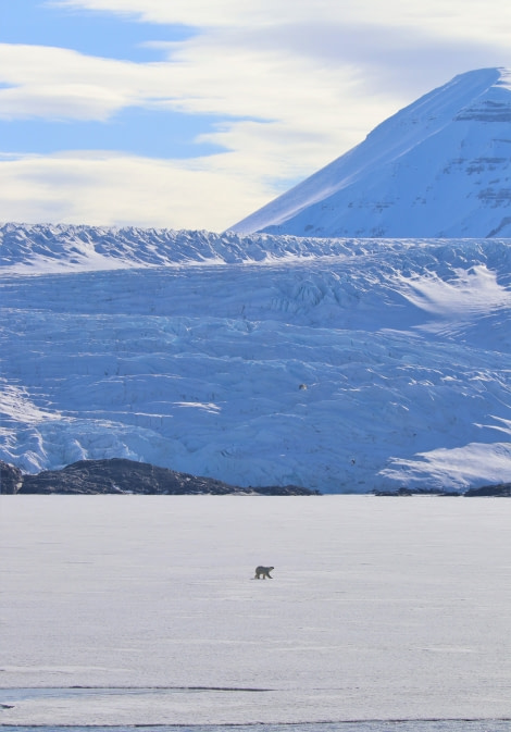 PLA05-19, Bear1 - Oceanwide Expeditions.jpg