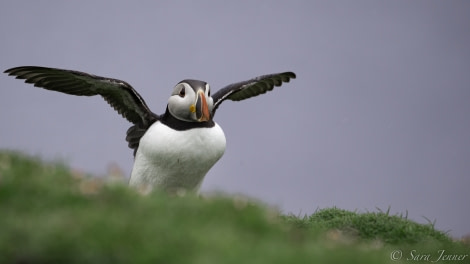 HDS03-19, DAY 04 Puffin 20 - Oceanwide Expeditions.jpg