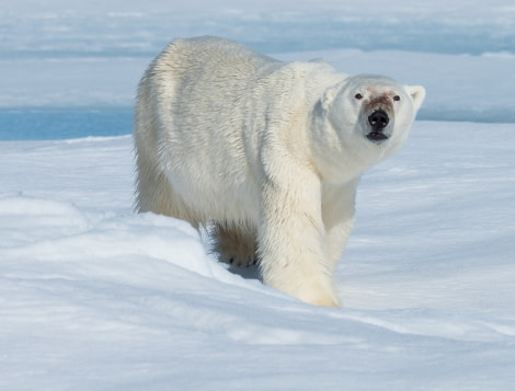 PLA07-19, DAY 04 Sea ice, Big male close - Oceanwide Expeditions.jpg