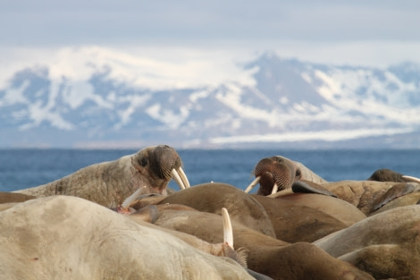 Walrus at poolepynten © Photogapher unknown - Oceanwide Expeditions
