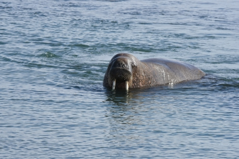 PLA07-19, DAY 07 Poolepynten & Alkhornet, Svalbard 2019_Fotos_III 095 - Oceanwide Expeditions.JPG