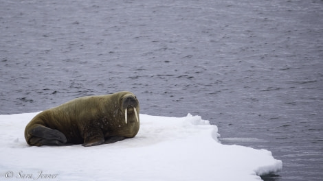 HDS04-19, DAY 02, Walrus 1 - Oceanwide Expeditions.jpg