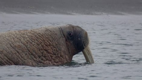 HDS05-19, DAY 03, med walrus half in water - Oceanwide Expeditions.jpg