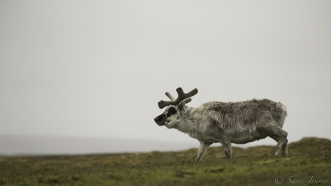 HDS05-19, DAY 08, Sara Jenner- Camp Miller - Reindeer - 270619 - Oceanwide Expeditions.jpg