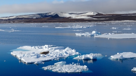 HDS05-19, DAY 05, meike walrus on ice - Oceanwide Expeditions.jpg