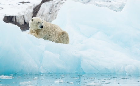 PLA07-19, DAY 06 Lillehookbreen, Bear on a berg - Oceanwide Expeditions.jpg