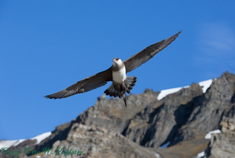 Arctic Skua