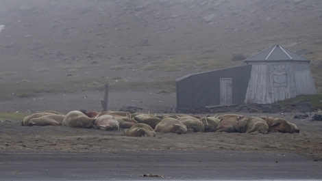 HDS05-19, DAY 03, misty beach with walrus (2) - Oceanwide Expeditions.jpg