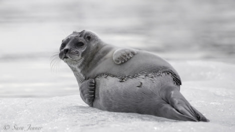 HDS04-19, DAY 06, Bearded Seal - Oceanwide Expeditions.jpg