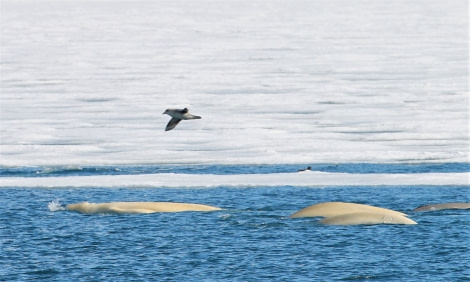 PLA07-19, DAY 02 Billefjord, beluga - Oceanwide Expeditions.JPG