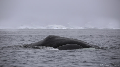 Bowhead  whale © Sara Jenner - Oceanwide Expeditions