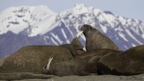 HDS04-19, DAY 07, Walrus 2 - Oceanwide Expeditions.jpg