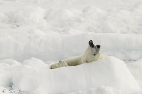 HDS05-19, DAY 04, Sara Jenner - Pack Ice - Bear 3- 240619 - Oceanwide Expeditions.jpg