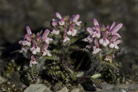 HDS05-19, DAY 06, Sara Jenner- Sundneset- Flower 1- 260619 - Oceanwide Expeditions.jpg