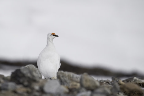 HDS04-19, DAY 05, Ptarmingan - Oceanwide Expeditions.jpg